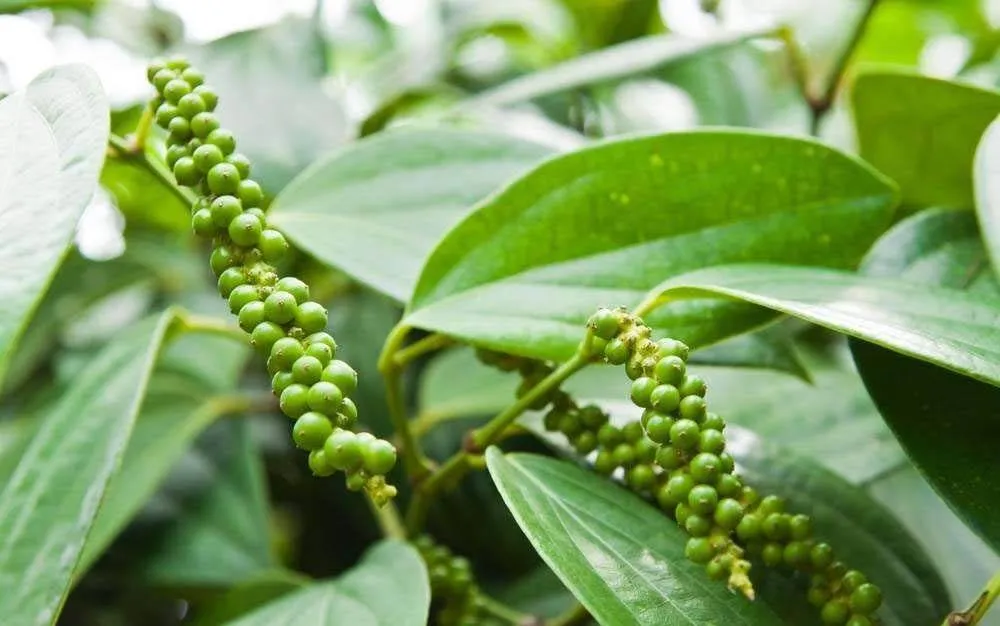 Green pepper