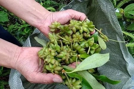 Star Anise Blanching