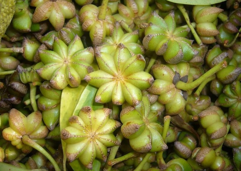Star Anise Blanching02