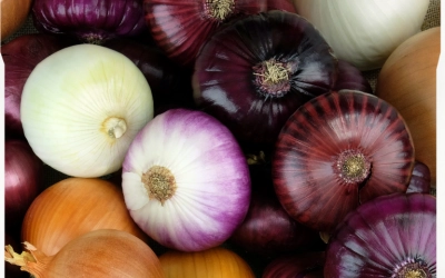Onion Drying Machine