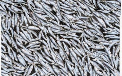 Small Fish Drying Machine