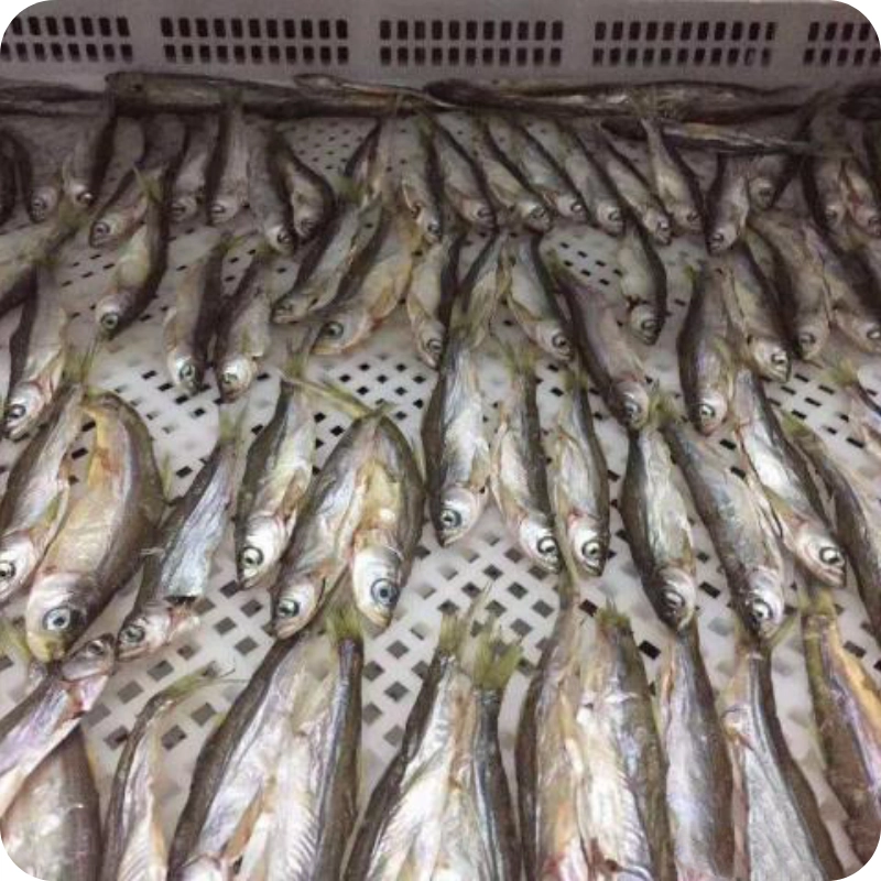 Fish Dryer Machine
