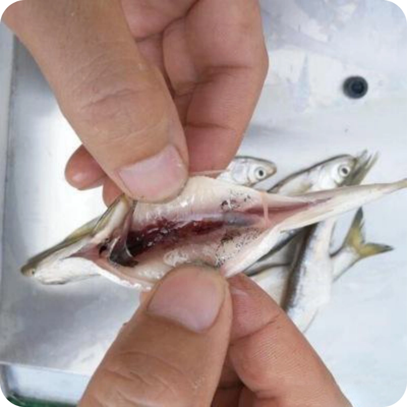 Small fish drying machine