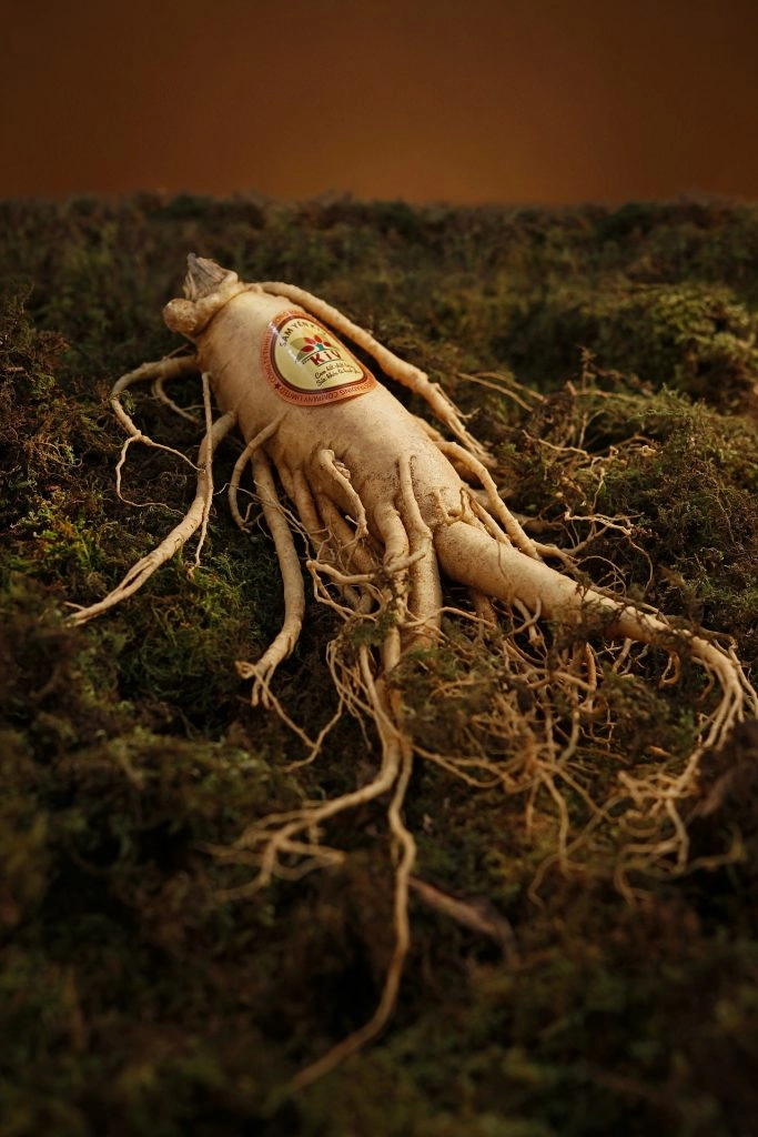 ginseng root also know as polygonatum, drying process