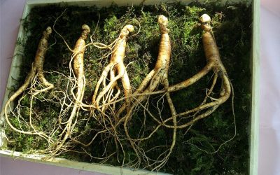 Ginseng Drying Machine | Polygonatum, Claw Ginseng or Tiger Ginger