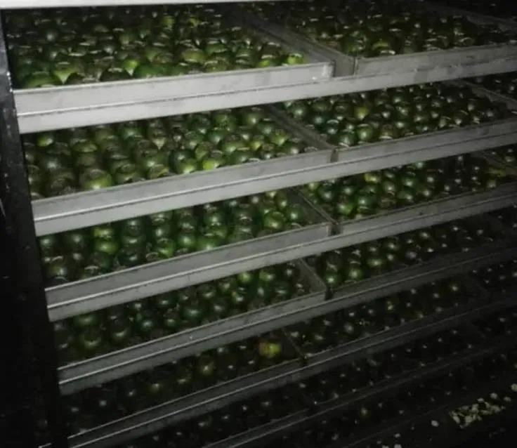 green tangerine on a drying machine green tangerine