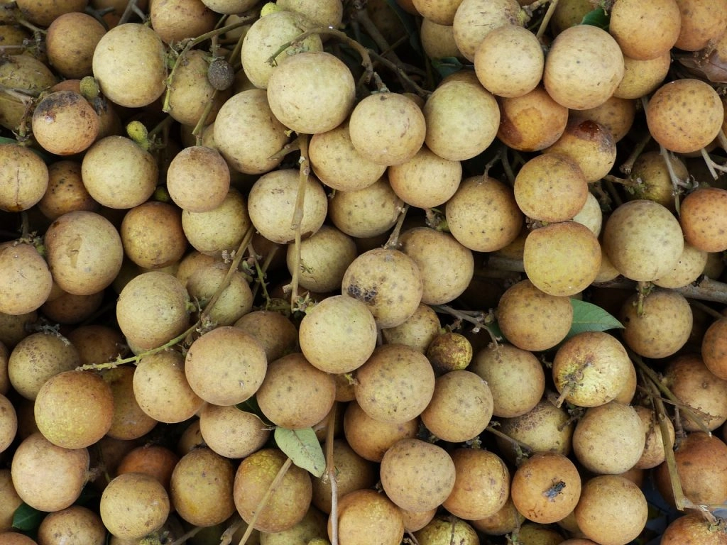 Longan sorting for Longan Drying