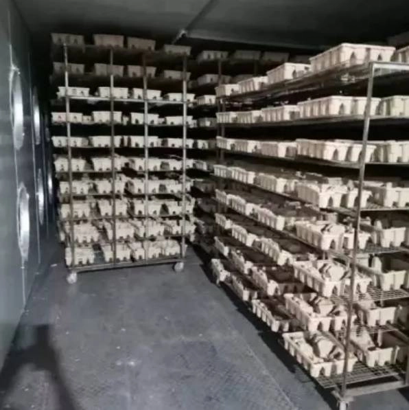 egg tray drying egg tray drying