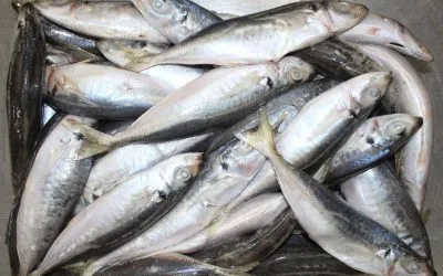 Fish Drying Machine / Industrial Drying Drying Process