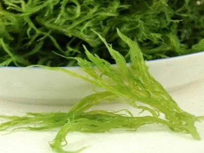 dried seaweed Airtek Food Drying & Dehydrator Manufacturer
