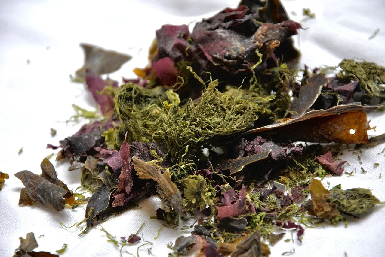 drying seaweed traditional wolfberry dryin air drying