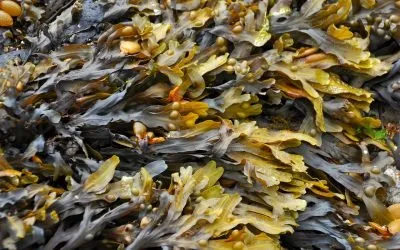 Seaweed Drying Machine | Seaweed Dryer Dehydrator