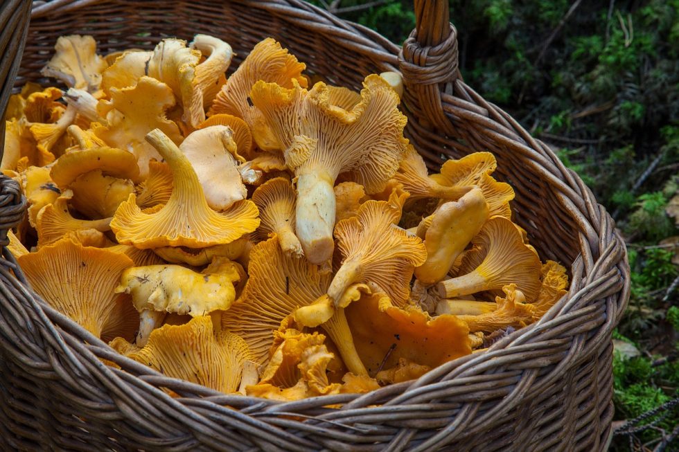 Chanterelles Drying Machine How Dried Chanterelle Mushrooms