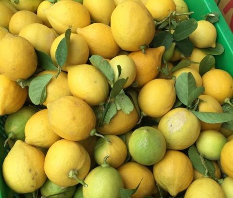 Lemon Drying Machine | How to Dry Apples in a Dehydrator