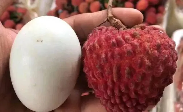 lychee drying machine