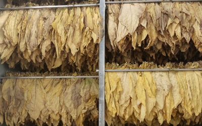 7 Ways Tobacco Dryer Technology Preserves Quality, Flavour, and Yield [Infographic]