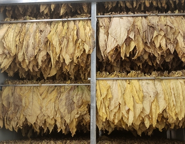 tobacco drying systems