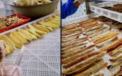 Heat Pump Banana Drying: Process Guide for Commercial Chips and Dried Banana