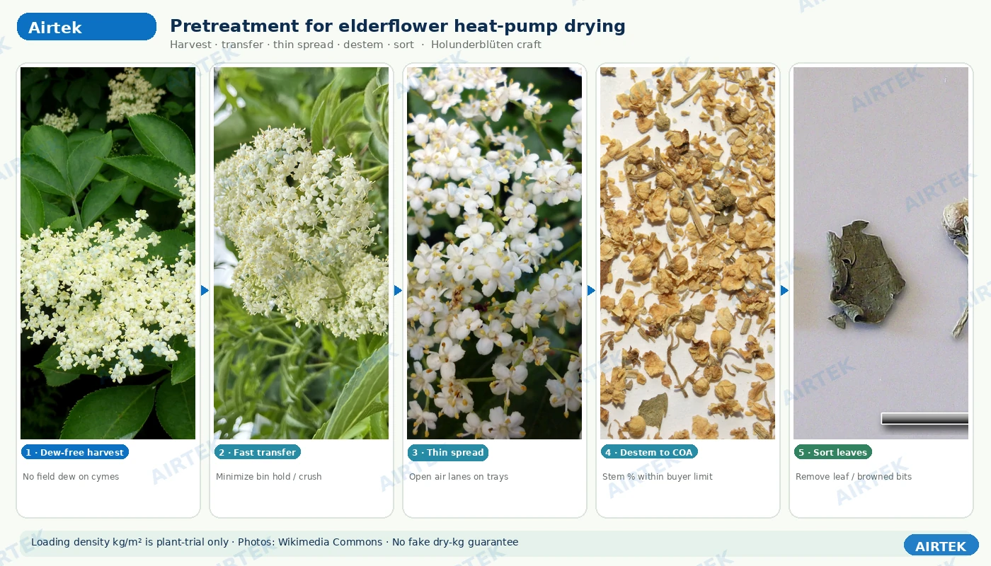 Harvest destem spread trays for elderflower pretreatment
