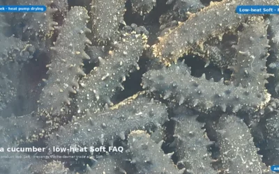 Sea Cucumber Drying Soft FAQ: Low-Heat Heat-Pump Questions